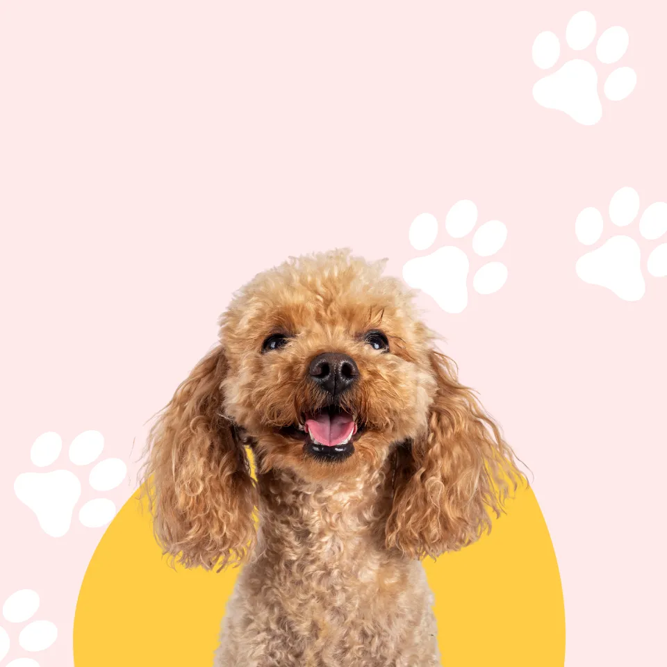 Tail Wags Start Here