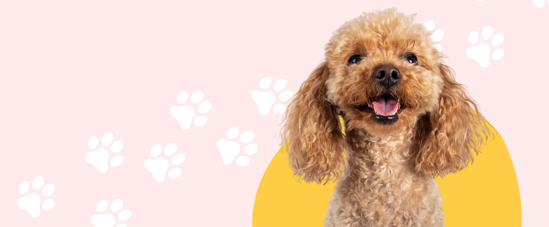 Tail Wags Start Here